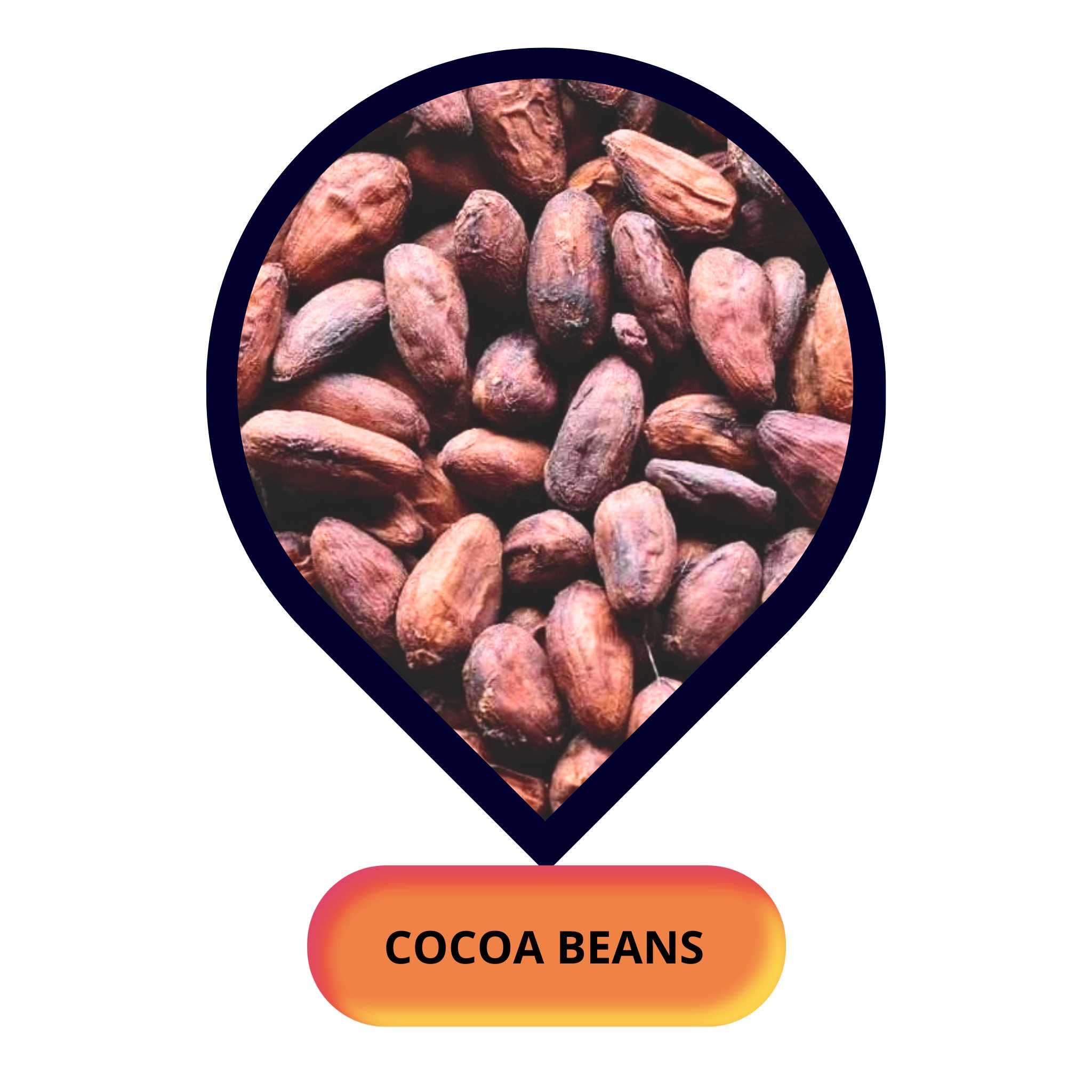 Cocoa Beans